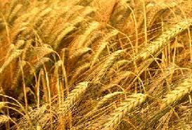 گزارش خرید بذر گندم و جو در استان مرکزی 
