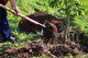 ۱۵۰۰اصله نهال در هفته درختکاری دراراک کاشته می شود