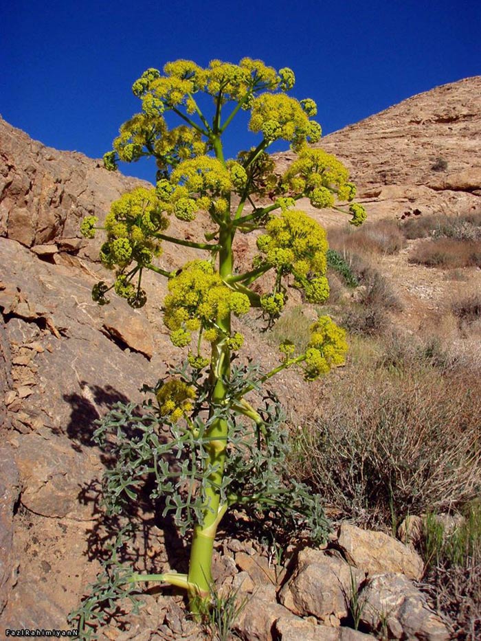 پانزده میلیارد تومان ،درآمد استان سمنان از کشت باریجه پانزده میلیارد تومان ،درآمد استان سمنان از کشت باریجه