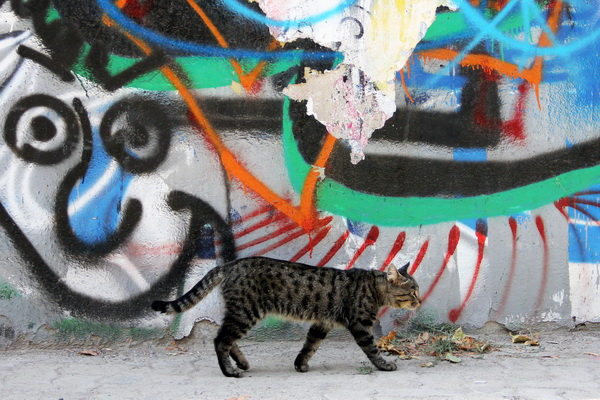 دیوارنویسی،&zwnj; معضل بی پایان