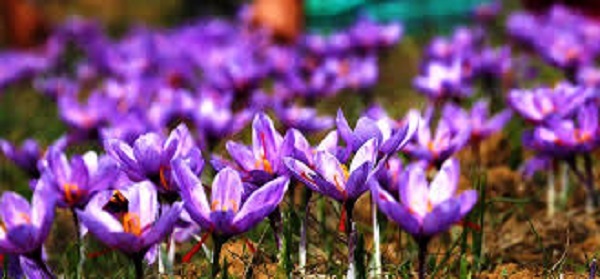 طلای سرخ در بهبهان طلای سرخ در بهبهان