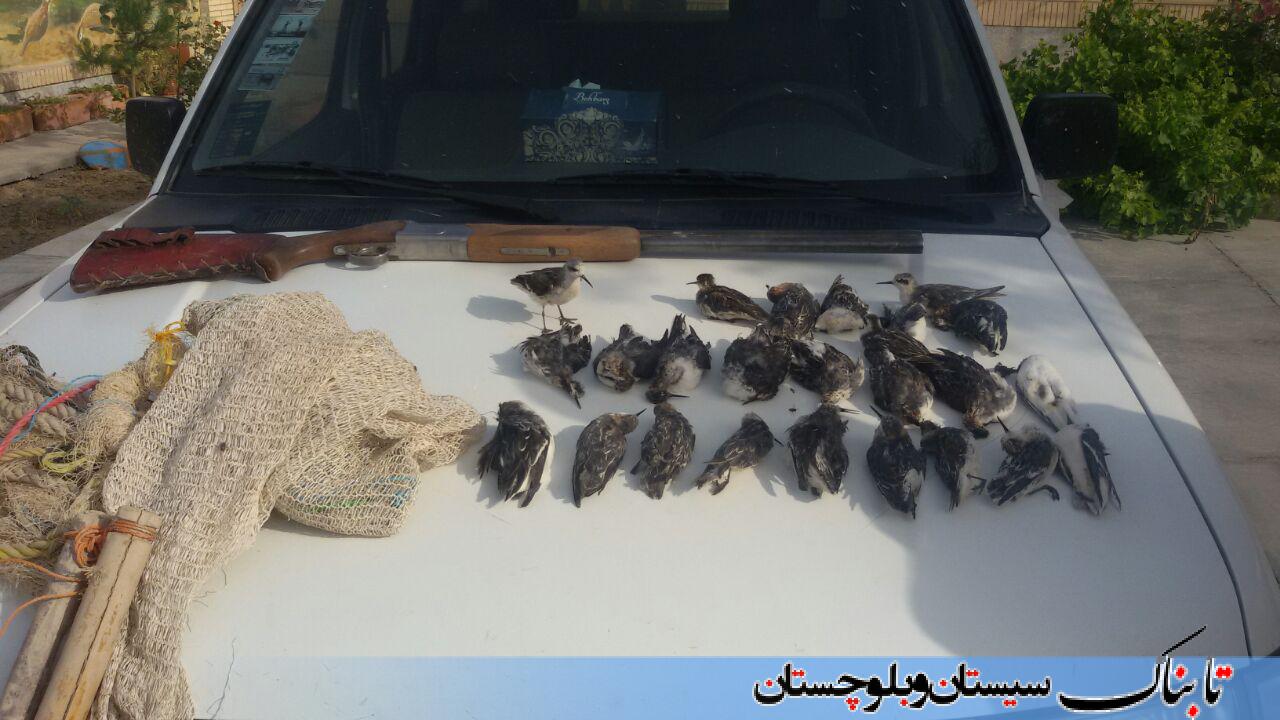 شکارچیان در دام محیط بانان/ کشف آبچلیک، جوجه طوطی سبز و مینا از متخلفین+ تصاویر