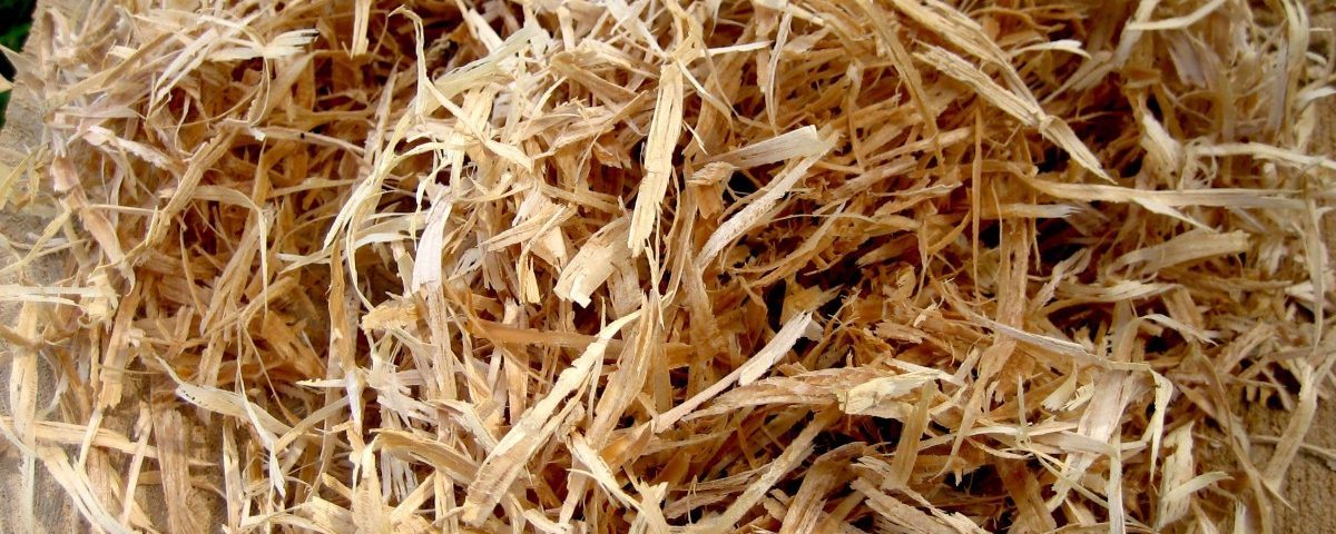 درختان محافظان آیندگان اند درختان محافظان آیندگان اند