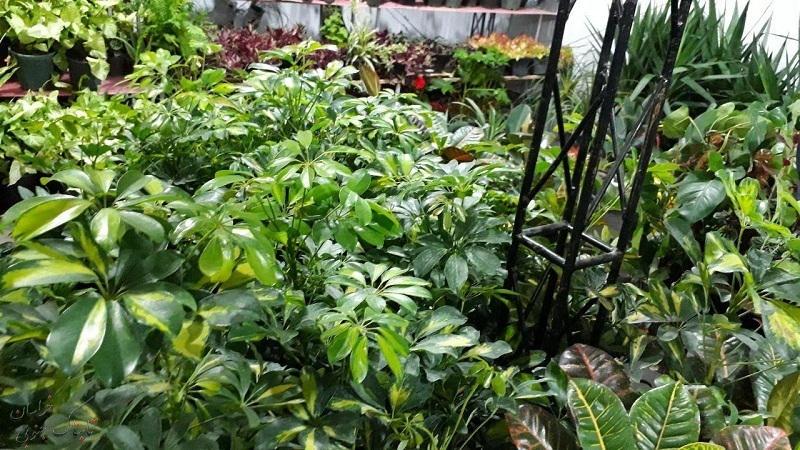 تصاویر زیبا از نمایشگاه گل و گیاه بیرجند