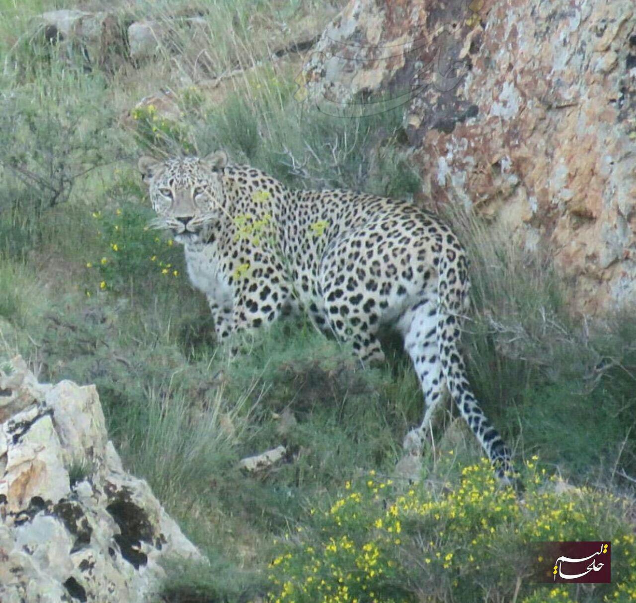 تصویری ناب از پلنگ ایرانی +عکس