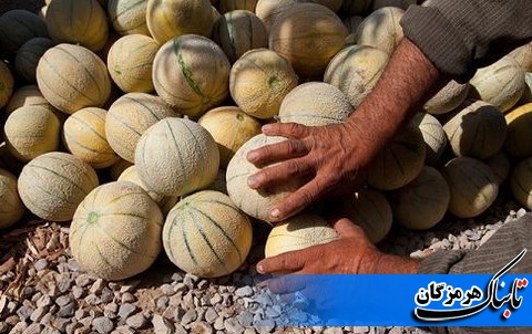 آغاز برداشت طالبی در بستک /پیش بینی برداشت بیش از 3 هزار تن محصول آغاز برداشت طالبی در بستک /پیش بینی برداشت بیش از 3 هزار تن محصول