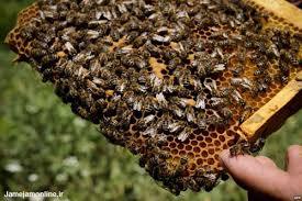 زنبورداران در زمان آمارگیری از کوچ کردن پرهیز کنند