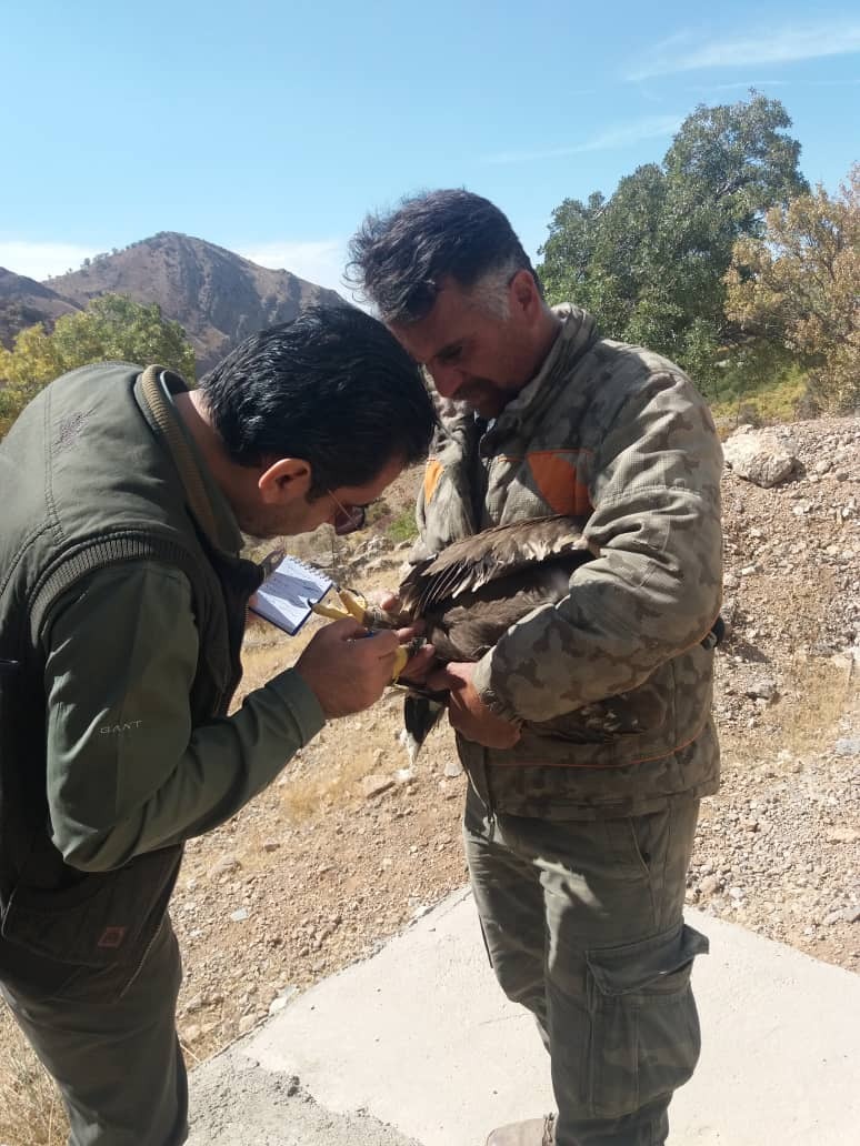 عقاب دنا تیمار و آزاد شد + تصویر عقاب دنا تیمار و آزاد شد + تصویر