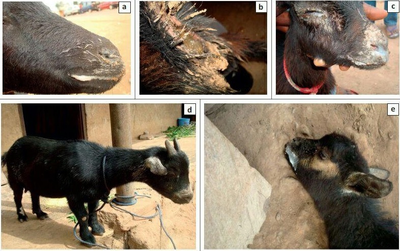 75 هزار رأس دام سبک در قزوین علیه طاعون نشخوارکنندگان کوچک واکسینه شد 75 هزار رأس دام سبک در قزوین علیه طاعون نشخوارکنندگان کوچک واکسینه شد