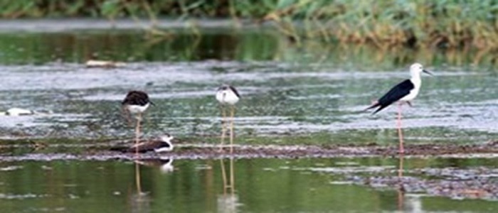 معرفی آثار تاریخی و جاذبه های گردشگری استان همدان/غار علیصدر، باغ ایرانی، تالاب آبشینه، تخت نادر معرفی آثار تاریخی و جاذبه های گردشگری استان همدان/غار علیصدر، باغ ایرانی، تالاب آبشینه، تخت نادر