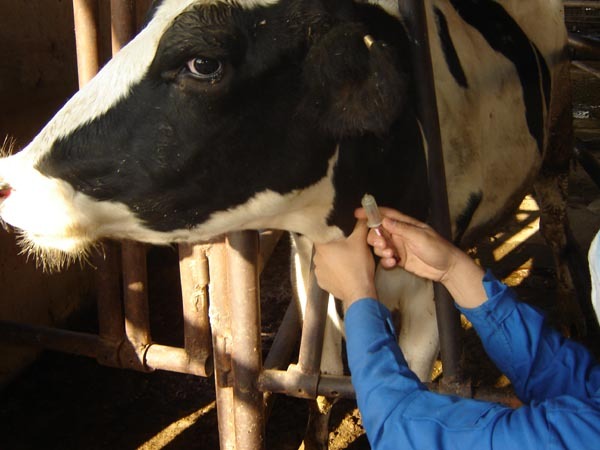 خونگیری بیش از 27هزار رأس دام سنگین در آبیک برای تشخیص بروسلوز خونگیری بیش از 27هزار رأس دام سنگین در آبیک برای تشخیص بروسلوز