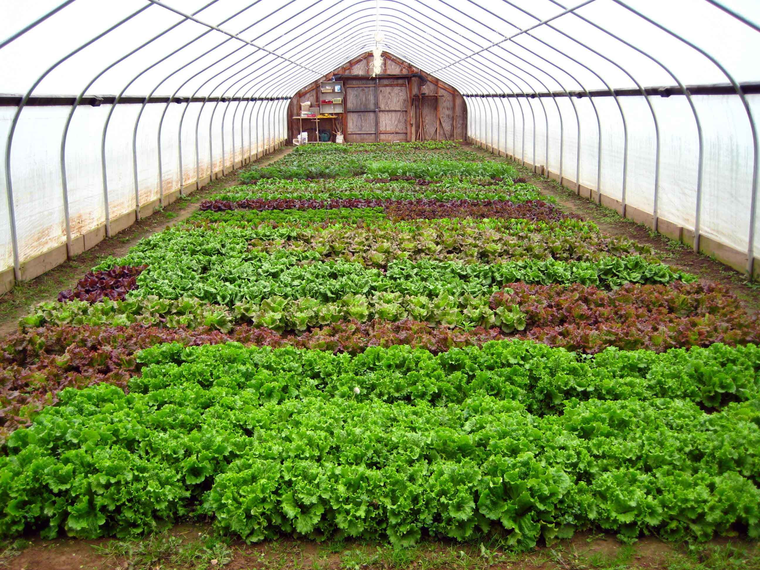 2340 میلیارد ریال تسهیلات برای واحد های کشاورزی مصوب شد 2340 میلیارد ریال تسهیلات برای واحد های کشاورزی مصوب شد