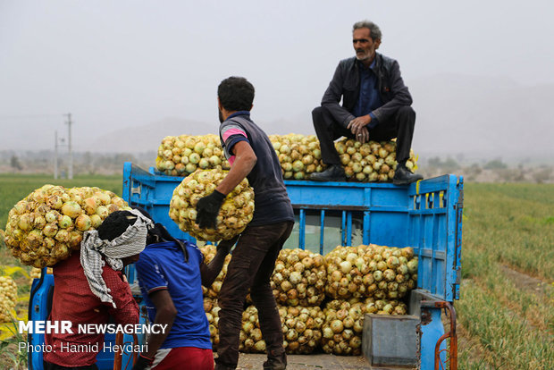 افزایش ۴۶۰ درصدی قیمت پیاز/سیبزمینی ۲۰۷ درصد گران شد افزایش ۴۶۰ درصدی قیمت پیاز/سیبزمینی ۲۰۷ درصد گران شد