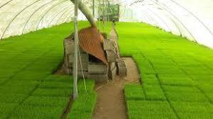 25واحد به بانک&zwnj;های نشا در گیلان افزوده می&zwnj;شود