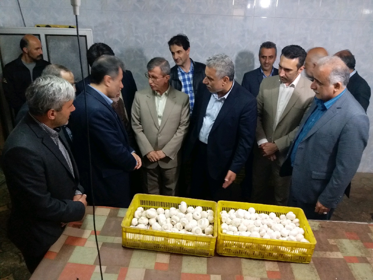 تولید حدود 3 هزار تن قارچ خوراکی در گیلان تولید حدود 3 هزار تن قارچ خوراکی در گیلان