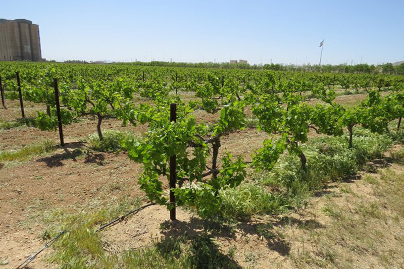 74 طرح کشاورزی در استان قزوین افتتاح و به بهره برداری می رسد 74 طرح کشاورزی در استان قزوین افتتاح و به بهره برداری می رسد