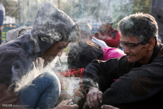 «تریاک» و «گل» دو مخدر پرمصرف «تریاک» و «گل» دو مخدر پرمصرف