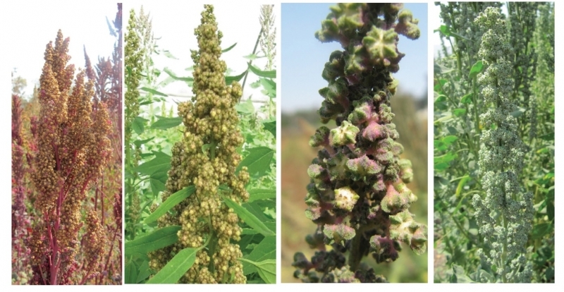 گیاه کینوا در سطح ۵ هکتار از اراضی کشاورزی شهرستان آبیک کشت شد گیاه کینوا در سطح ۵ هکتار از اراضی کشاورزی شهرستان آبیک کشت شد