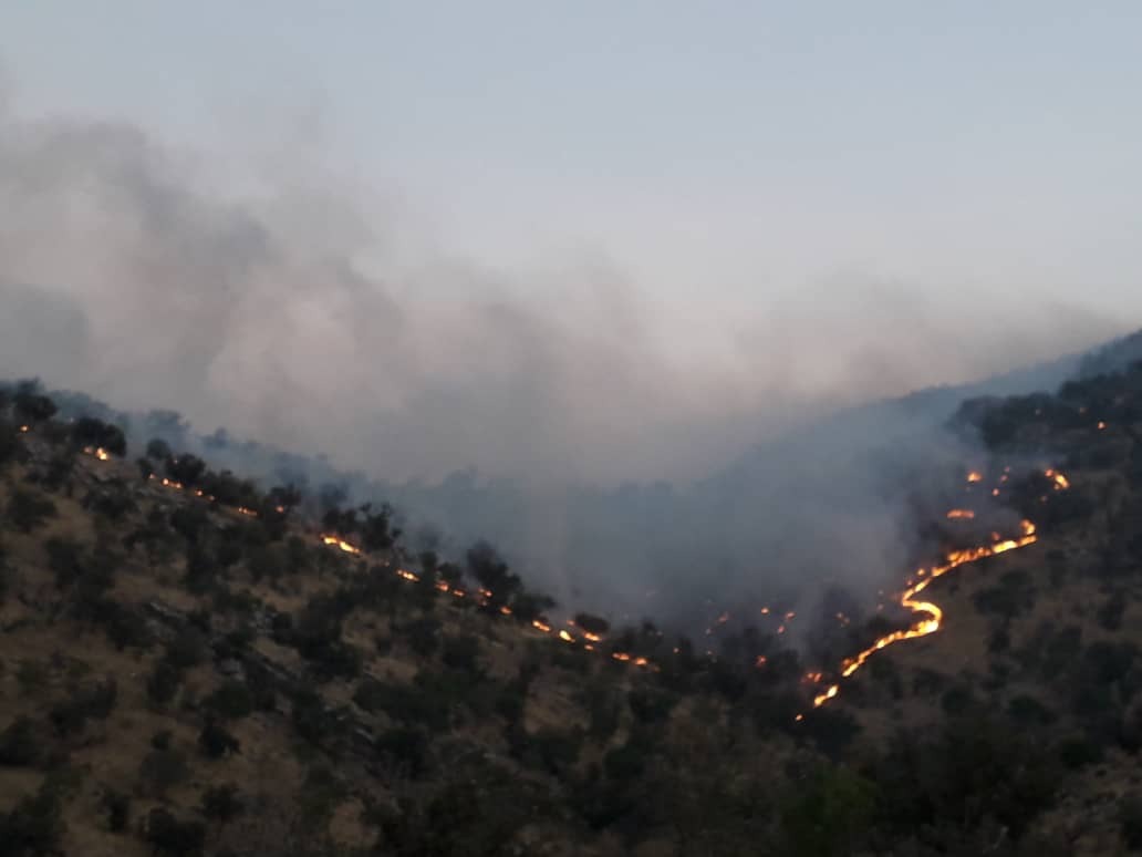 فاجعه در جنگل های فارس / صدها هزار درخت در حال سوختن هستند+فیلم و عکس