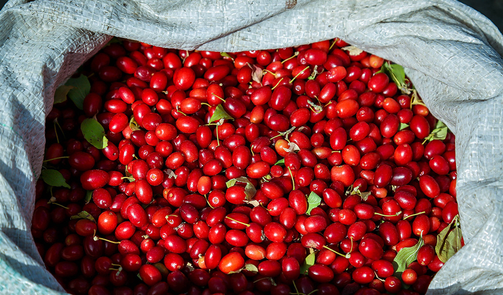 برداشت زغال اخته در ۷۰۰ هکتار از باغات شهرستان قزوین آغاز شد برداشت زغال اخته در ۷۰۰ هکتار از باغات شهرستان قزوین آغاز شد