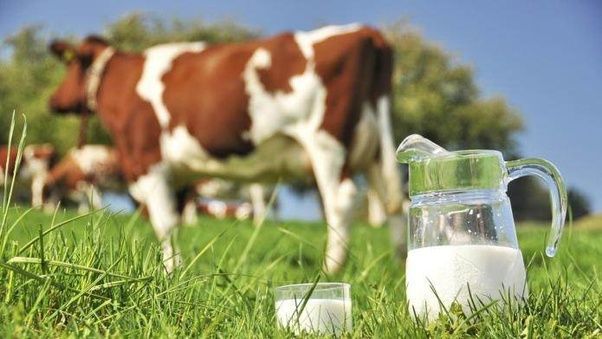 بیش از 12 تا شیر در قزوین خریداری شد بیش از 12 تا شیر در قزوین خریداری شد