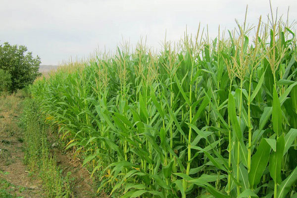 سالانه ۲۰ میلیون تن محصولات علوفه ای در کشور تولید می شود سالانه ۲۰ میلیون تن محصولات علوفه ای در کشور تولید می شود