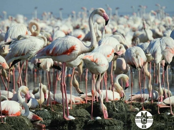 جوجهآوری هزاران فلامینگو در خورهای تالاب شادگان + عکس جوجهآوری هزاران فلامینگو در خورهای تالاب شادگان + عکس