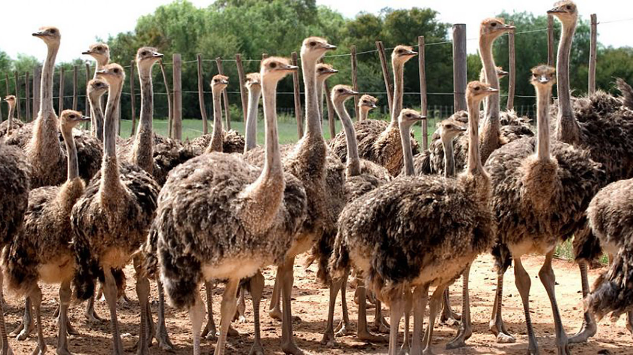 تولید ۱۷۱ تن گوشت شترمرغ در گلستان تولید ۱۷۱ تن گوشت شترمرغ در گلستان