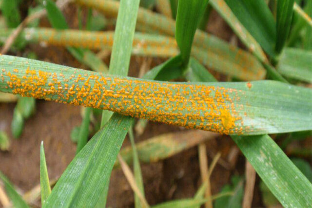 بیماری زنگ زرد به موقع کانونکوبی شود بیماری زنگ زرد به موقع کانونکوبی شود