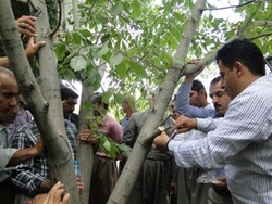 نخستین کارگاه آموزش پیوند و سرشاخه کاری درخت گردو