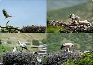 لانه گزینی لک لکهای سفید بر بلندای درختان بلوط مریوان لانه گزینی لک لکهای سفید بر بلندای درختان بلوط مریوان