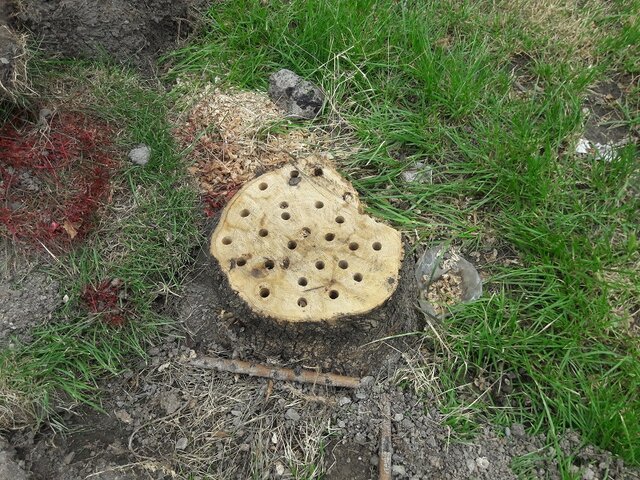 تیشه بر ریشه درختان کهن شهری