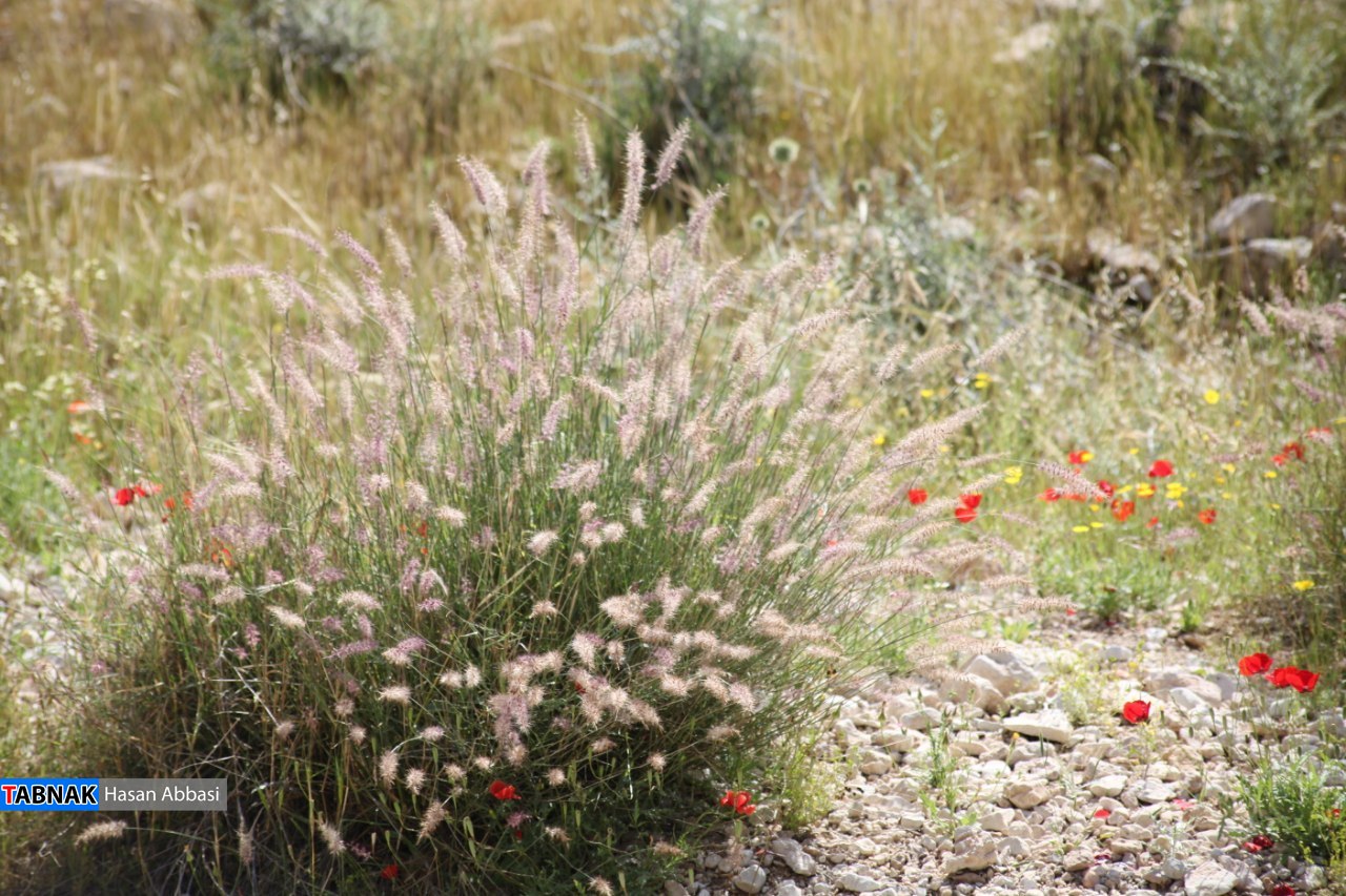 تنگ خلیل تنگ خلیل