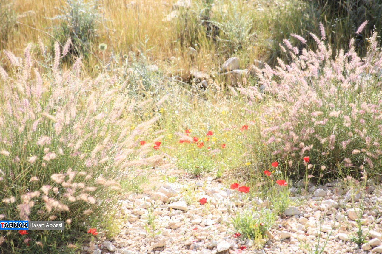 تنگ خلیل تنگ خلیل