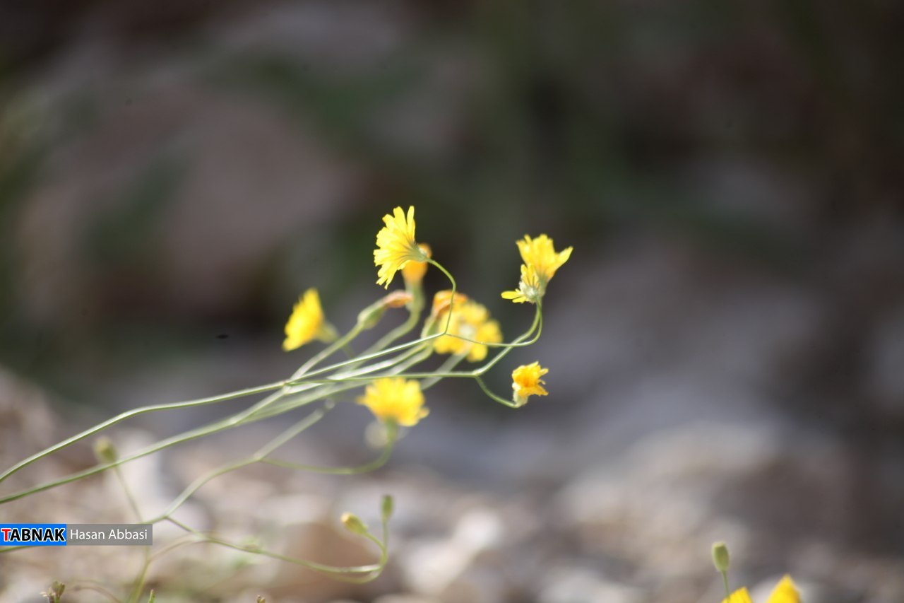 تنگ خلیل تنگ خلیل