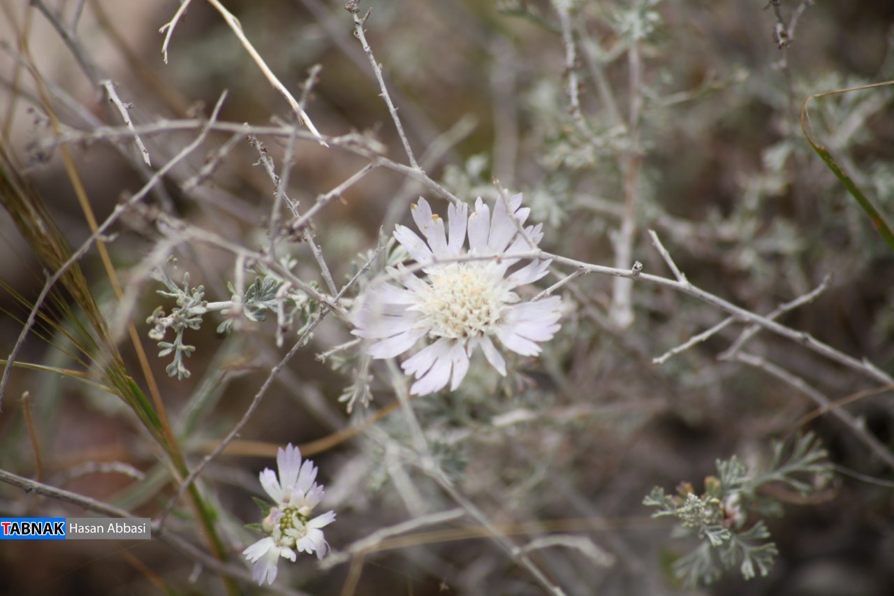 دره شاهی دره شاهی