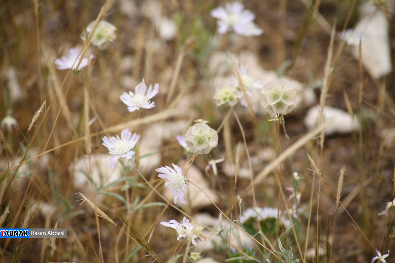 دره شاهی دره شاهی