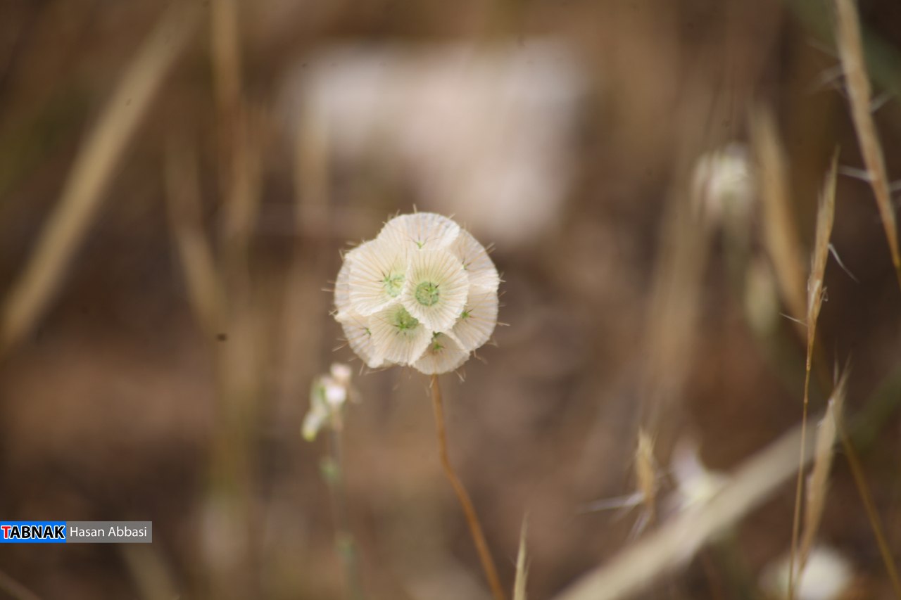 دره شاهی دره شاهی