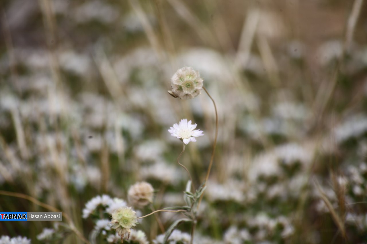 دره شاهی دره شاهی