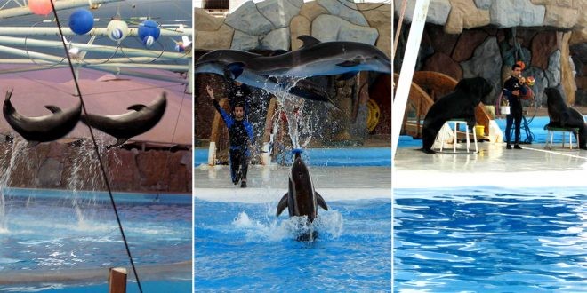 پارک دلفین های کیش پارک دلفین های کیش