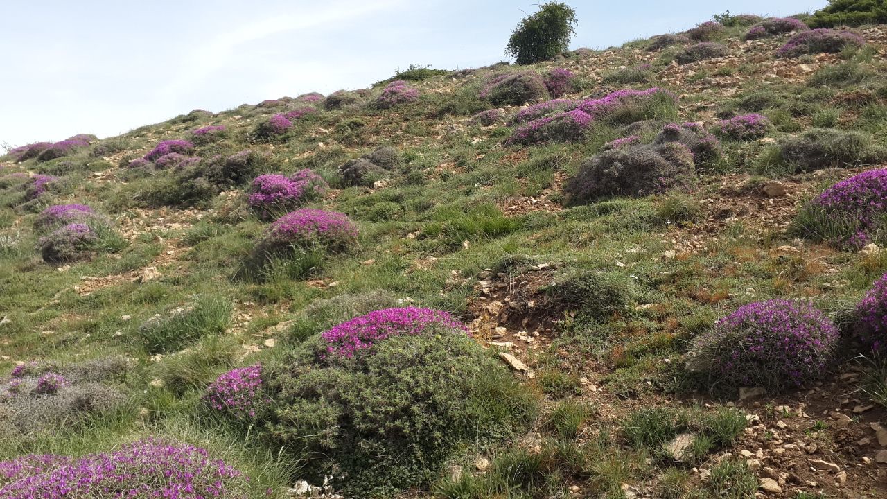 اجرای طرحهای مدیریت مراتع برای ۲میلیون و ۲۲۵هزار هکتار از زمینهای استان سمنان اجرای طرحهای مدیریت مراتع برای ۲میلیون و ۲۲۵هزار هکتار از زمینهای استان سمنان