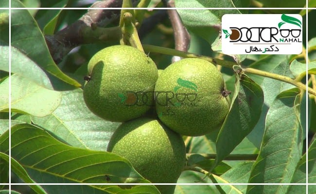 بهترین سایت خرید نهال گردو و نهال بادام در ایران چه نام دارد ؟ بهترین سایت خرید نهال گردو و نهال بادام در ایران چه نام دارد ؟