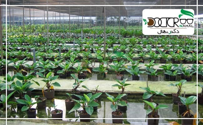 بهترین سایت خرید نهال گردو و نهال بادام در ایران چه نام دارد ؟ بهترین سایت خرید نهال گردو و نهال بادام در ایران چه نام دارد ؟