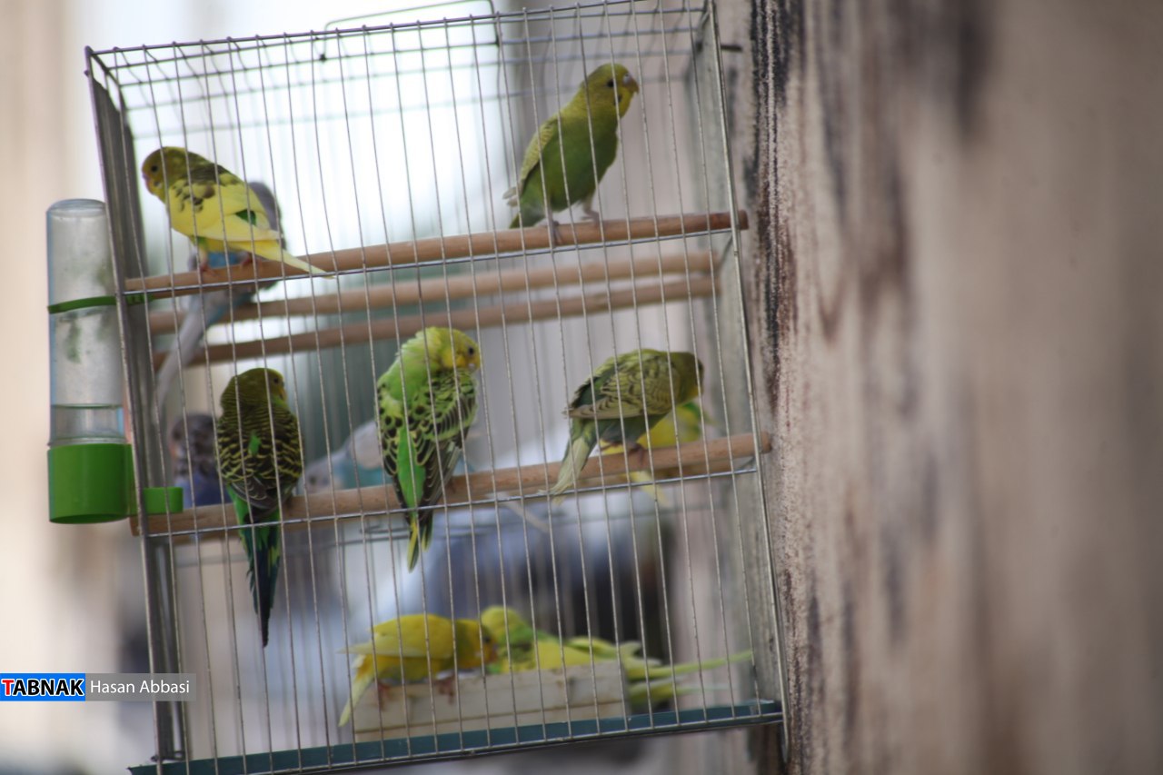 کارگزاری؛ از فروش تا کشتار!