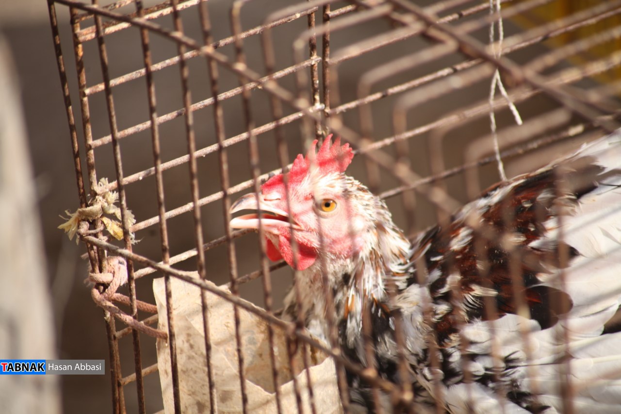 کارگزاری؛ از فروش تا کشتار!