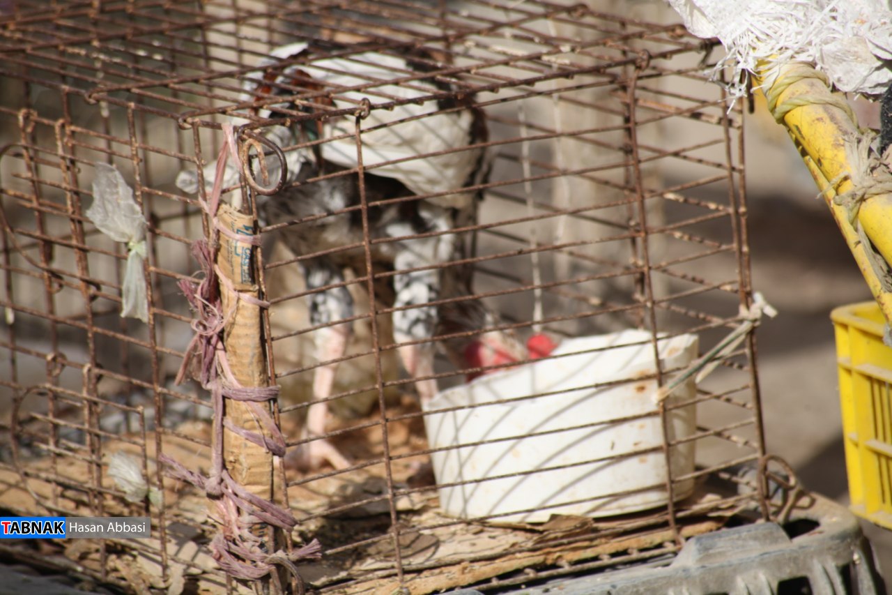 کارگزاری؛ از فروش تا کشتار!