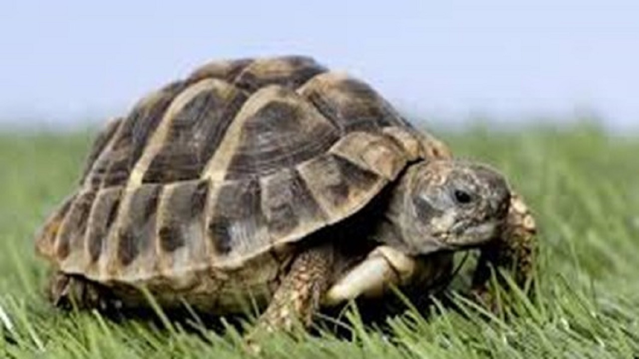 دستکاری طبیعت با تجارت غیرقانونی حیوانات دستکاری طبیعت با تجارت غیرقانونی حیوانات