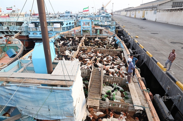 توقیف محموله بزرگ دام قاچاق توسط نیروی دریایی سپاه در آب های خلیج فارس