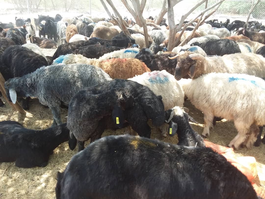 توقیف محموله بزرگ دام قاچاق توسط نیروی دریایی سپاه در آب های خلیج فارس توقیف محموله بزرگ دام قاچاق توسط نیروی دریایی سپاه در آب های خلیج فارس