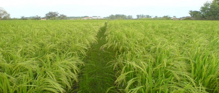 کشت برنج در استان کرمانشاه بر سر دو راهی/ از ممنوعیت های قانونی تا محدودیت های مصرف آب